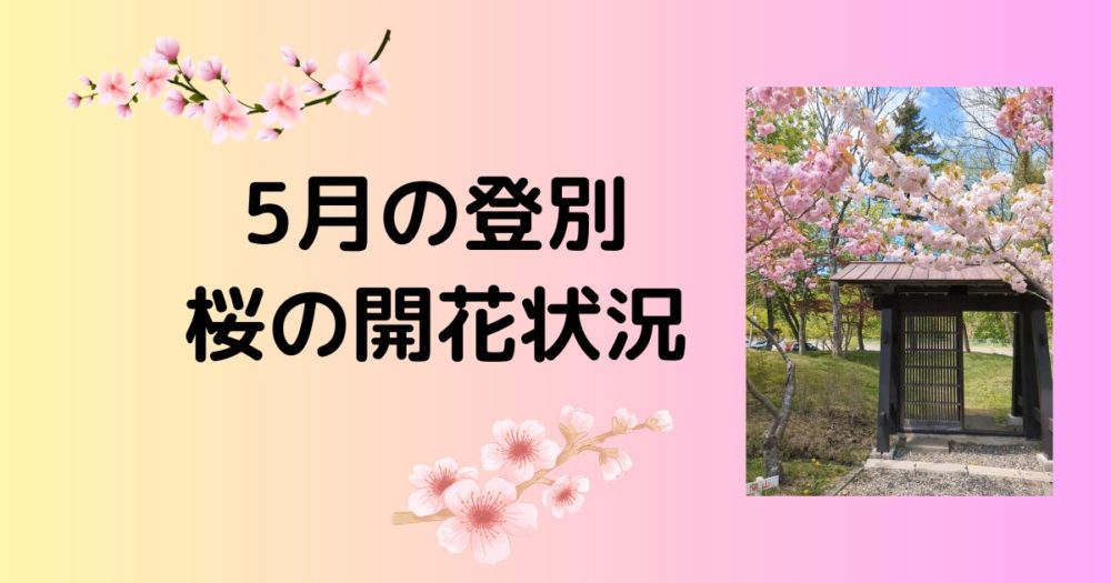 5月の登別　桜の開花状況